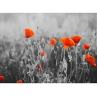 Papermoon Fototapete "Red Poppy Flowers", bunt, B:3,5m L:2,6m, Vlies, Tapeten, Fototapete