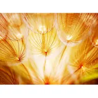 Papermoon Fototapete "Soft Dandelion Flowers", bunt, B:3,5m L:2,6m, Vlies, Tapeten, Fototapete