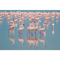 Papermoon Fototapete "Flamingos", bunt, B:2,5m L:1,86m, Vlies, Tapeten, Fototapete