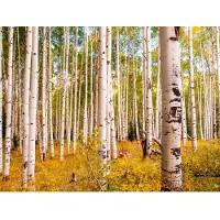Papermoon Fototapete "Birches in Colorado Rocky Mountains", bunt, B:3m L:2,23m, Vlies, Tapeten, Fototapete
