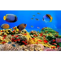 Papermoon Fototapete "Coral Colony Red Sea", bunt, B:2,5m L:1,86m, Vlies, Tapeten, Fototapete