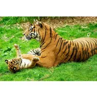 Papermoon Fototapete "Tiger with Baby", bunt, B:2,5m L:1,86m, Vlies, Tapeten, Fototapete