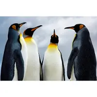 Papermoon Fototapete "King Pinguins", bunt, B:2,5m L:1,86m, Vlies, Tapeten, Fototapete