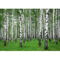 Papermoon Fototapete "Summer Birch Forest", bunt, B:3m L:2,23m, Vlies, Tapeten, Fototapete