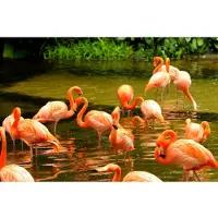 Papermoon Fototapete "Pink Flamingos", bunt, B:2,5m L:1,86m, Vlies, Tapeten, Fototapete