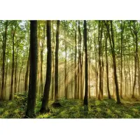 Papermoon Fototapete "Forest", bunt, B:3m L:2,23m, Vlies, Tapeten, Fototapete