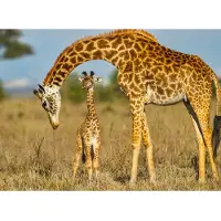 Papermoon Fototapete "Masai Giraffe Protecting Baby", bunt, B:2,5m L:1,86m, Vlies, Tapeten, Fototapete