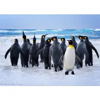 Papermoon Fototapete "King Penguins", bunt, B:2m L:1,49m, Vlies, Tapeten, Fototapete