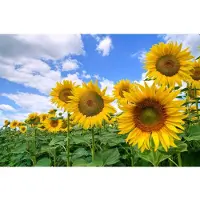 Papermoon Fototapete "Sunflower Field", bunt, B:2,5m L:1,86m, Vlies, Tapeten, Fototapete
