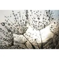 Papermoon Fototapete "Dandelion Seeds Drops", bunt, B:3,5m L:2,6m, Vlies, Tapeten, Fototapete
