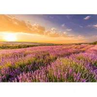 Papermoon Fototapete "Lavender Field", bunt, B:2,5m L:1,86m, Vlies, Tapeten, Fototapete