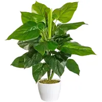 Otto Home Künstliche Zimmerpflanze "Jarla, 50cm hoch, 31cm breit", grün, B:31cm H:50cm, Kunststoff, Kunstpflanzen, Künstliche Zimmerpflanze, naturgetreue Kunstpflanze im weißen Keramiktopf