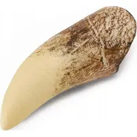 Collecta Dinosaurier Spielzeug Geschenkset - Vorgeschichte - Lernspielzeug