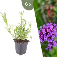 Frank GmbH Plants by Frank | 6 Eisenkraut Pflanzen | Verbena Bonariensis | Stauden | Winterhart | Gartenpflanzen