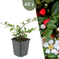 Frank GmbH Plants by Frank | 48 Zwergmispel Pflanzen | Cotoneaster dammeri 'Major' | Bodendecker Winterhart | Stauden Winterhart | Gartenpflanzen Winterhart