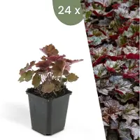 Frank GmbH Plants by Frank | 24 Purpurglöckchen Pflanzen | Heuchera Micrantha 'Palace Purple' | Bodendecker | Winterhart | Gartenpflanzen