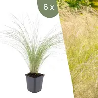 Frank GmbH Plants by Frank | 6 Federgras Pflanzen | Stipa Tenuissima 'Ponytails' | Bodendecker | Winterhart | Gartenpflanzen