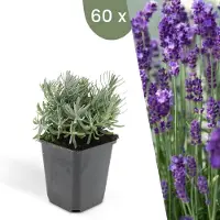 Frank GmbH Plants by Frank | 60 Lavendel Pflanzen | Lavandula Angustifolia 'Hidcote' | Echter Lavendel | Bodendecker | Gartenpflanzen
