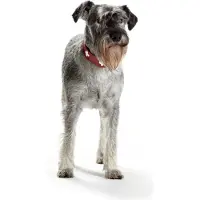Hunter Pet Swiss Hundehalsband