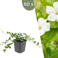 Frank GmbH Plants by Frank | 60 Weißes Immergrün Pflanzen | Vinca minor 'Alba' | Bodendecker Winterhart | Stauden Winterhart | Gartenpflanzen Winterhart