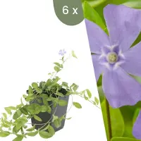 Frank GmbH Plants by Frank | 6 Immergrün Pflanzen | Vinca minor | Bodendecker Winterhart | Stauden Winterhart | Gartenpflanzen Winterhart
