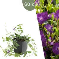 Frank GmbH Plants by Frank | 60 Purpur Immergrün Pflanzen | Vinca minor 'Atropurpurea' | Bodendecker Winterhart | Stauden Winterhart | Gartenpflanzen Winterhart