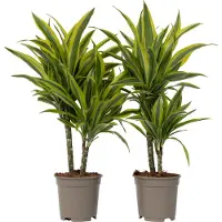 Plant in a Box Dracaena fragrans Deremensis Lemon Lime -