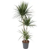Plant in a Box Drachenbaum - Dracaena marginata - Höhe 150-160cm - ⌀27cm