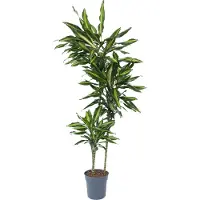 Plant in a Box Dracaena fragrans Cintho -