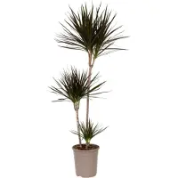 Plant in a Box Dracaena marginata - Drachenbaum