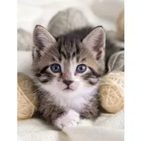 Kinzler Wohndecke "Mikrofaser Fotodruck "Katze", bunt, B:150cm L:200cm, Polyester, Wohndecken, Wohndecke, Kuscheldecke, bedruckt, 150x200 cm
