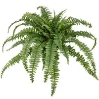 Creativ Green Kunstpflanze "Bostonfarn ohne Topf", grün, H:80cm Ø:100cm, Kunststoff, Kunstpflanzen, Kunstpflanze, mit zahlreichen Farnwedeln