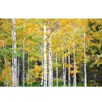 Papermoon Fototapete "Herbst Birkenwald", bunt, B:2m L:1,49m, Vlies, Tapeten, Fototapete