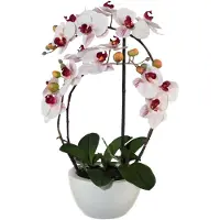 Creativ Green Kunstpflanze "Phalaenopsis"