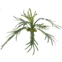 Creativ Green Kunstpflanze "Geweihfarn", grün, H:80cm, Kunststoff, Kunstpflanzen, Kunstpflanze, mit 12 Farnwedeln