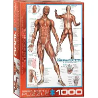 Empireposter 1000 Teile Puzzle - Puzzle - Anatomie - Die menschliche Muskulatur + Puzzle Zubehör