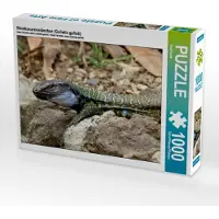 CALVENDO Westkanareneidechse (Gallotia galloti) 1000 Teile Puzzle quer 640x480mm, Frank Rolf; 7342980