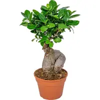 Herbie Ficus Microcarpa Ginseng, Bonsai, Zimmerpflanze, 30-40 cm, Topf 17 cm