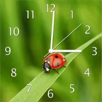 Wallario Design Wanduhr Marienkäfer auf grünem Blatt aus Echtglas, Größe 30 x 30 cm