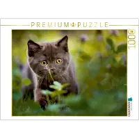 CALVENDO Puzzle Kleiner Britisch Kurzhaar Kater im Klee 1000 Teile Lege-Größe 64 x 48 cm Foto-Puzzle Bild von Janina Bürger, 1000 Stück(e), andere, 14 Jahr(e)