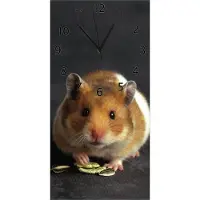 Wallario Design Wanduhr bedruckt, Größe 30 x 60 cm, Motiv: Putziger Hamster mit Nüssen zwischen den Pfoten