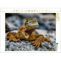 CALVENDO Puzzle Gelber Leguan auf Galapagos 1000 Teile Lege-Größe 64 x 48 cm Foto-Puzzle Bild von Dr. Oliver Schwenn, 1000 Stück(e), andere, 14 Jahr(e)