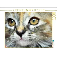 CALVENDO Puzzle Maine Coon Mix | 1000 Teile Lege-Größe 64 × 48 cm Foto-Puzzle für glückliche Stunden