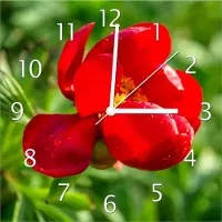 Wallario Design Wanduhr Wilde rote Pfingstrose in Nahaufnahme aus Echtglas, Größe 30 x 30 cm