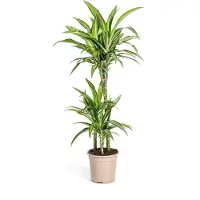 Oasis of Life Drachenbaum Dracaena Deremensis White Stripe Zimmerpflanze Ø21cm 90 110cm Deko