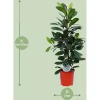 Oasis of Life Gummibaum Ficus Cyathistipula – Zimmerpflanze Ø21cm – ca. 105cm hoch – pflegeleichte tropische Pflanze für Wohnzimmer, Büro & Innenraumbegrünung