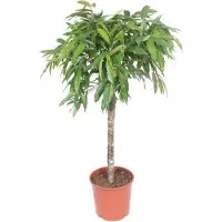 Oasis of Life Schmalblättriger Gummibaum Ficus binnendijkii Amstel King Zimmerpflanze Ø30cm