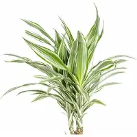 Oasis of Life Dracaena Deremensis White Stripe Drachenbaum Ø24cm 130-150cm Elegante Deko Büro