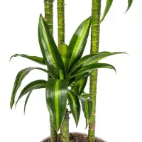 Oasis of Life Drachenbaum Dracaena Deremensis Hawaiian Sunshine - Zimmerpflanze - Ø27cm