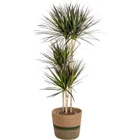 Oasis of Life Dracaena Marginata Magenta inkl. Naturkorb - Höhe 130-150cm - Ø24cm - Elegante